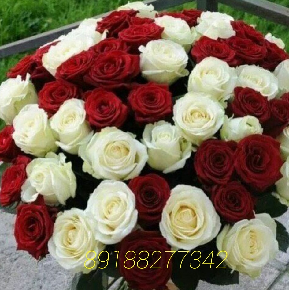 Букет роз из 51 розы белой и красной